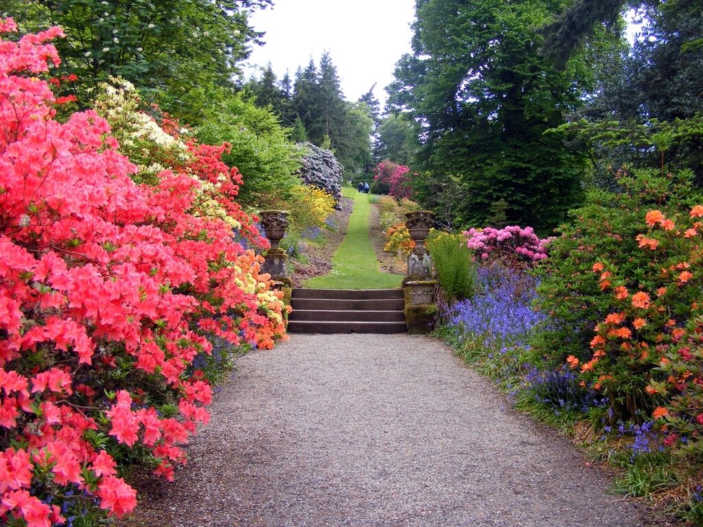 Gravel path and steps between planted beds of azaleas